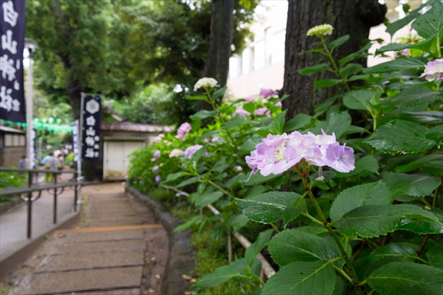 【公園】白山公園まで526ｍ
