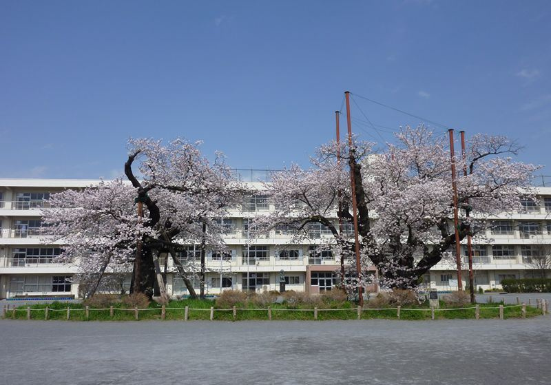 【小学校】秦野市立南小学校まで974ｍ