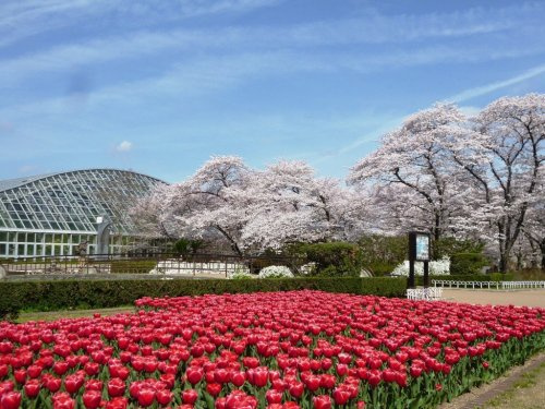 【その他】京都府立植物園まで1169ｍ