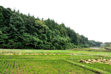 【その他】矢指市民の森まで1238ｍ