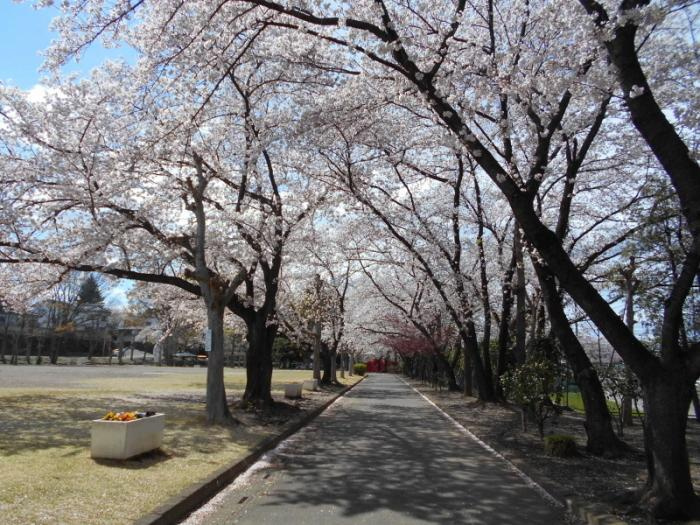 【公園】本庄城下公園まで626ｍ