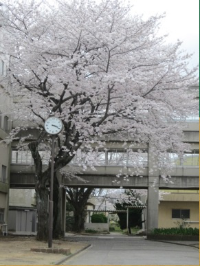 【中学校】千葉市立さつきが丘中学校まで163ｍ