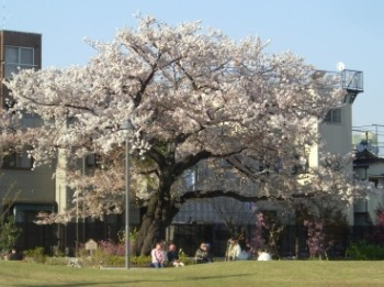 【公園】新宿区立富久さくら公園まで1033ｍ