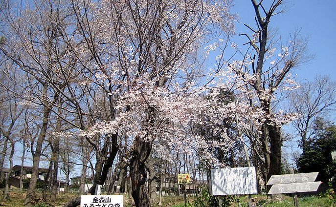 【公園】金森山市民の森まで751ｍ