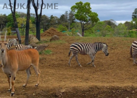 【動物園】よこはま動物園ズーラシアまで1920ｍ