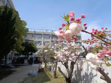 【小学校】東大阪市立玉串小学校まで241ｍ