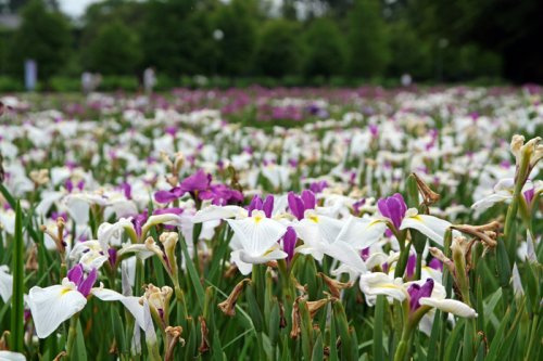 【公園】熊谷　花菖公園まで492ｍ