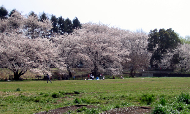 【公園】白山公園まで1255ｍ