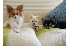 パレイシャルⅡの外観