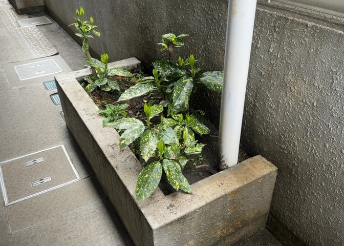 中庭（パティオ）とは、一つの建築物の内部に設けられた、壁などで囲われている庭のことを指します。コの字型、ロの字型が主流ですが、L字型の中庭もあります。最近では、インテリア性の高さからも人気があります。