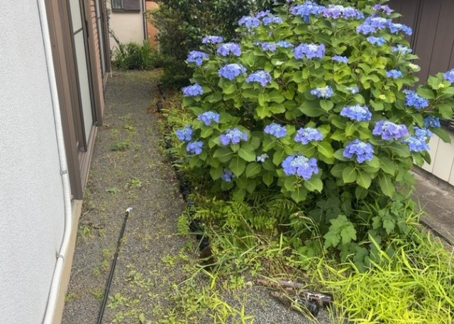 庭のある家に住むことのメリットとして、子どもたちの遊び場を確保できること、ガーデニングや家庭菜園を楽しめること、明るさを確保できることがあります。また、配置を工夫することでプライバシーが確保できます。