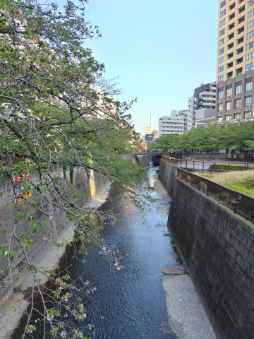 桜祭りが終わり静けさを取り戻した目黒川の様子