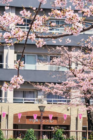 桜の季節には対岸の公園から見えるマンション。2025年3月撮影