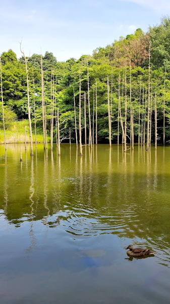 【パークサイド南大沢　みんなが笑顔 広さと豊かな動線が快適な住み心地 の周辺】