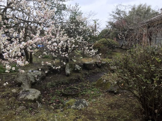 庭