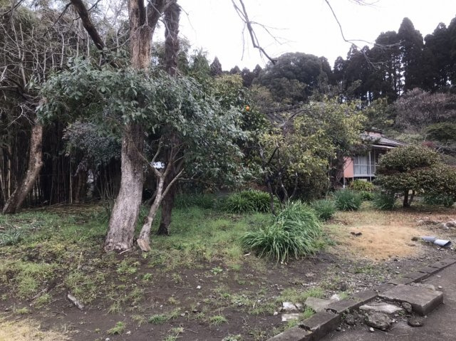 庭