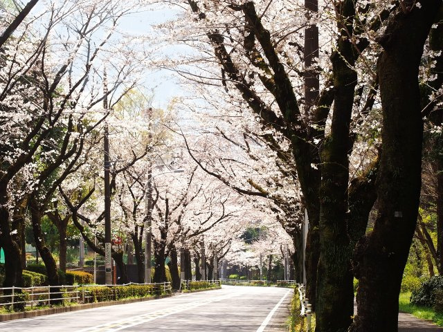 マンションン下のバス通りは春には桜並木が見事です