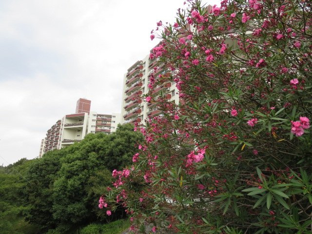テニスコートやグランドもある日向根公園に繋がる橋からの情景