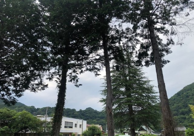 桜や紅葉の名所に出かける人は多いと思いますが、家にいながら季節の移ろいを感じる生活を送りませんか？リビングや窓から見える景色が生活を彩るワンポイントに！現地から見える景色を堪能してみては如何でしょう。