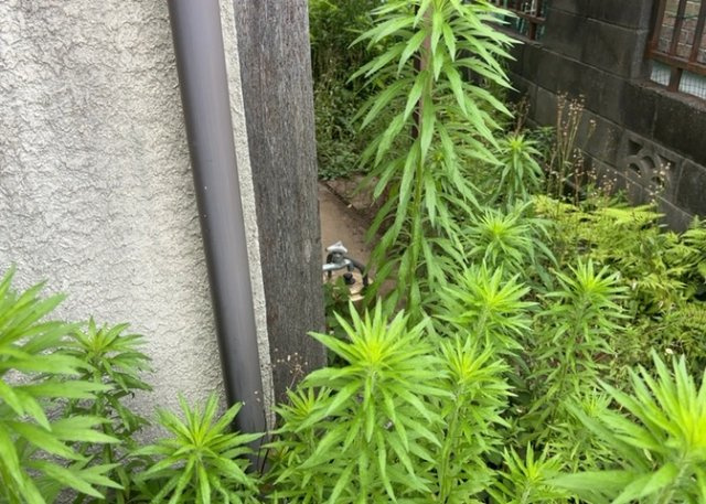 敷地内に散水栓や立水栓があると便利です。水道水を直接利用できるため、水を運ぶ手間を省くことが出来ます。大量の水を必要とする洗車作業や清掃などに役立ちます。その他設備とあわせて、現地でご確認ください。