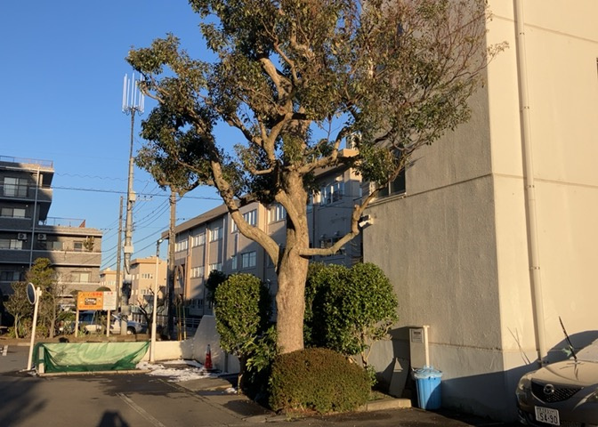 中庭（パティオ）とは、一つの建築物の内部に設けられた、壁などで囲われている庭のことを指します。コの字型、ロの字型が主流ですが、L字型の中庭もあります。最近では、インテリア性の高さからも人気があります。