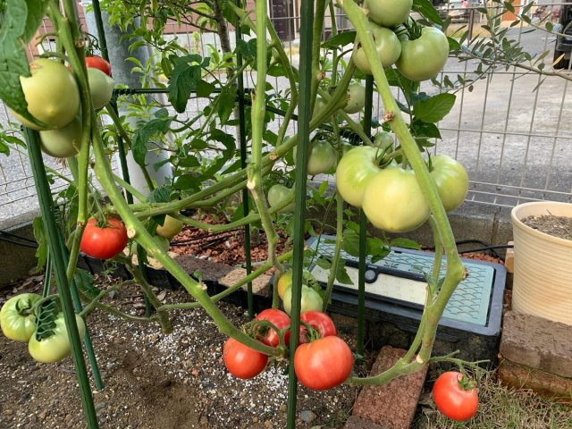 収穫が楽しみな家庭菜園♪立派に育っていますね。