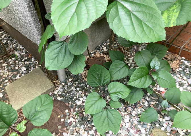 敷地内に散水栓や立水栓があると便利です。水道水を直接利用できるため、水を運ぶ手間を省くことが出来ます。大量の水を必要とする洗車作業や清掃などに役立ちます。その他設備とあわせて、現地でご確認ください。