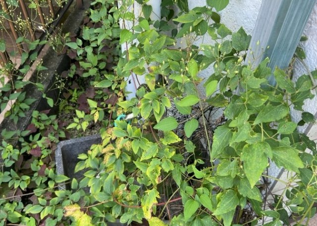 敷地内に散水栓や立水栓があると便利です。水道水を直接利用できるため、水を運ぶ手間を省くことが出来ます。大量の水を必要とする洗車作業や清掃などに役立ちます。その他設備とあわせて、現地でご確認ください。
