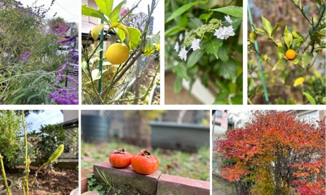 さまざな植物とともに穏やかな暮らし　素敵なお庭です。