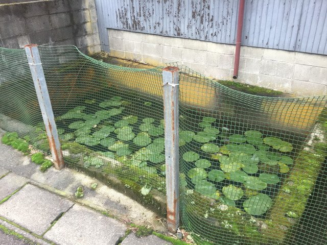 調整池