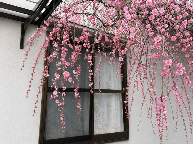 春には美しい花を咲かせる庭木が住まいを彩ります。季節ごとに異なる表情を楽しむことができ豊かな自然を身近に感じられる住環境。窓辺から眺める景色にも彩りを添えご家族や来客の目を楽しませてくれます。
