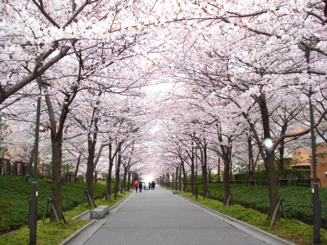 春にはエリア内で桜の通り抜けが楽しめます。