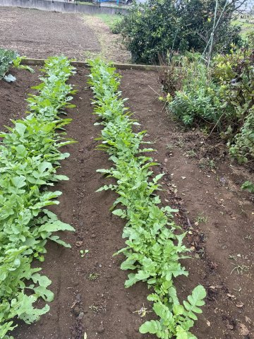 敷地内には、家庭菜園スペース。四季折々の野菜を育てながら、自然と寄り添う暮らしが実現できます。