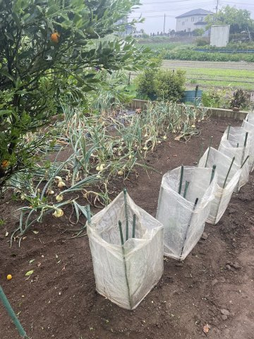 お子様と一緒に野菜を育てたり、収穫の楽しみを感じられる暮らしが叶います。毎日の食卓にも彩りが広がります。