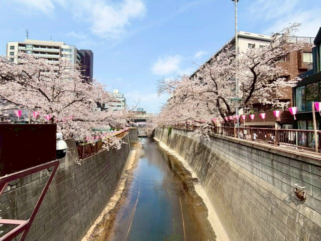 エントランスを出ると目黒川の桜並木が迎えてくれます。