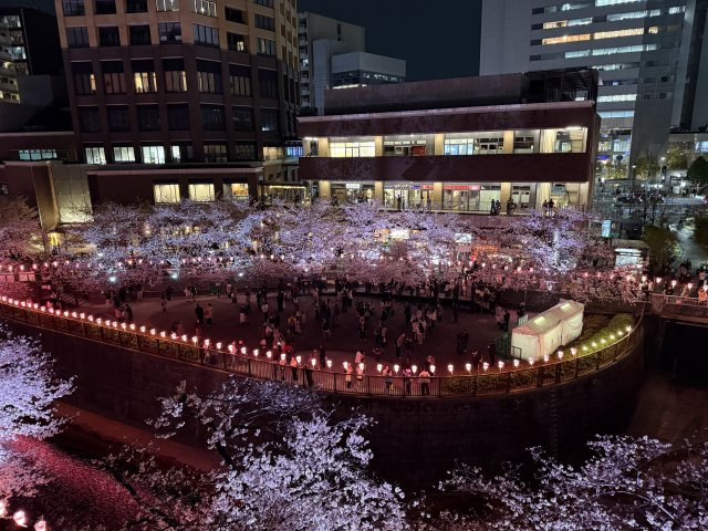 中目黒桜祭りのシーズンは赤い提灯が夜には点灯します。春の訪れを街中で歓迎します。