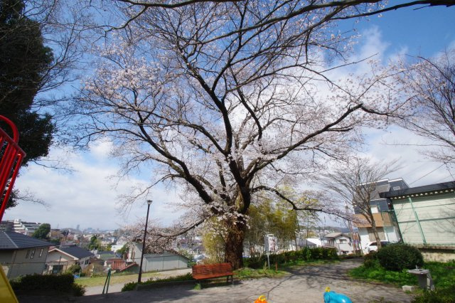 たけのこ公園の桜の大木