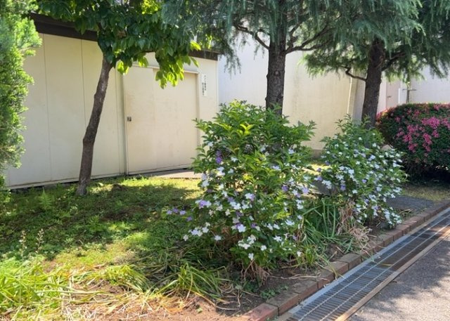 中庭（パティオ）とは、一つの建築物の内部に設けられた、壁などで囲われている庭のことを指します。コの字型、ロの字型が主流ですが、L字型の中庭もあります。最近では、インテリア性の高さからも人気があります。