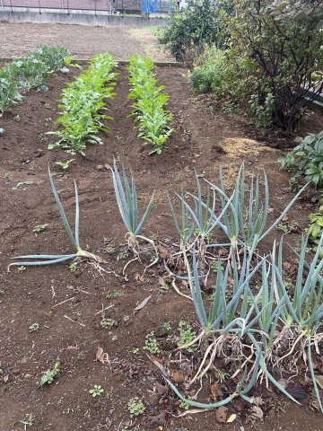 本格的に野菜づくりを楽しみたい方にも嬉しい環境です。