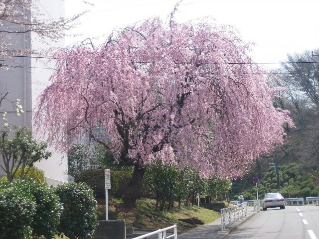春に咲く団地内の枝垂れ桜