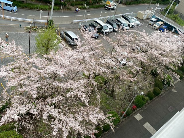 お部屋から見える満開の桜がキレイです。