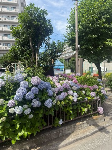 庭