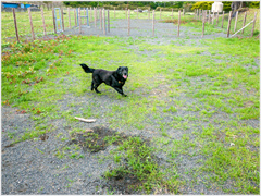 ■ドッグラン■　ゴルフ場クラブハウス前にあり、通年ご利用いただけます。　愛犬のストレス発散と運動不足を解消できそうです。