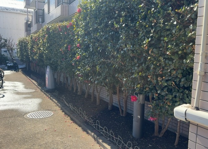 中庭（パティオ）とは、一つの建築物の内部に設けられた、壁などで囲われている庭のことを指します。コの字型、ロの字型が主流ですが、L字型の中庭もあります。最近では、インテリア性の高さからも人気があります。