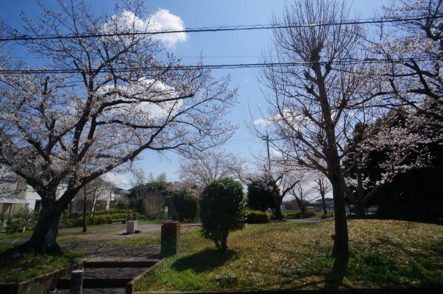 綺麗な桜、令和7年4月撮影