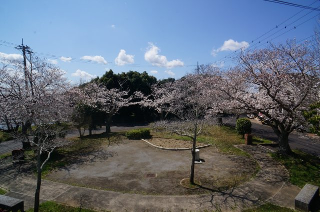綺麗な桜、令和7年4月撮影