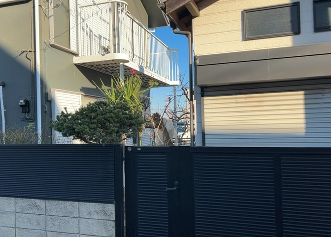 庭のある家に住むことのメリットとして、子どもたちの遊び場を確保できること、ガーデニングや家庭菜園を楽しめること、明るさを確保できることがあります。また、配置を工夫することでプライバシーが確保できます。