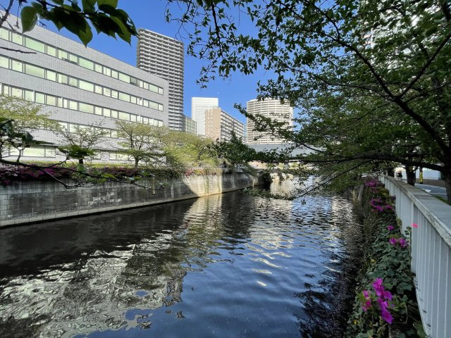 目黒川◎春には満開の桜並木がお出迎えします◎