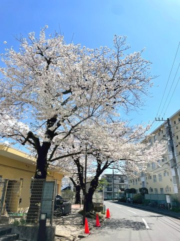 棟の前の管理等入口に咲く桜の花々