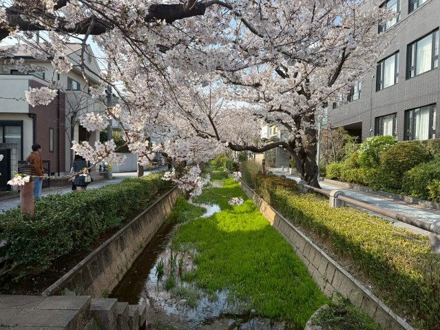 物件目の前に広がる美しい桜並木。四季の移ろいを身近に感じる贅沢な環境です。